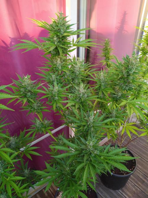 Mazar Afghani#1 - Libanaise Sinaï. Week 9 - Afghani