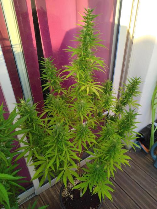 Mazar Afghani#1 - Libanaise Sinaï. Week 9 - Libanaise