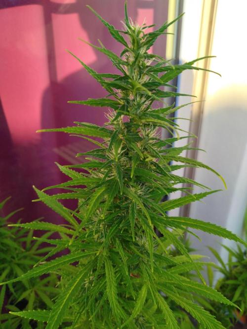 Mazar Afghani#1 - Libanaise Sinaï. Week 9 - Libanaise