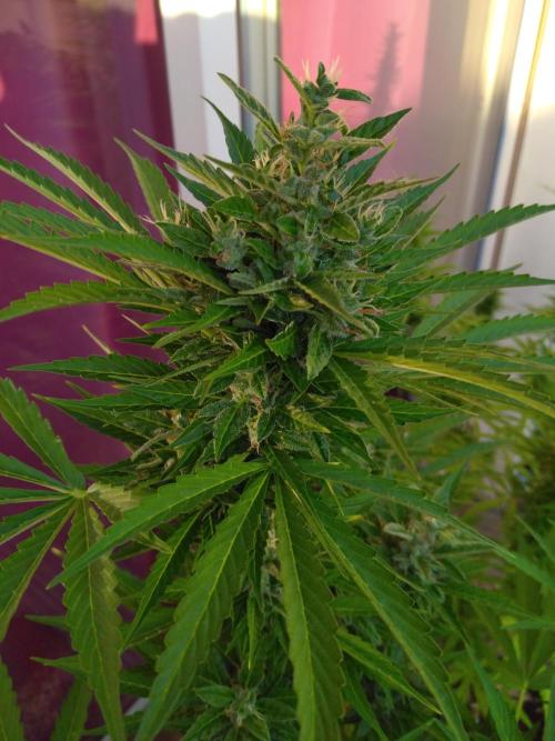Mazar Afghani#1 - Libanaise Sinaï. Week 9 - Afghani