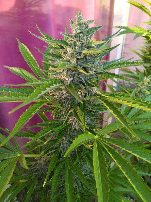 Mazar Afghani#1 - Libanaise Sinaï. Week 9 - Mazar