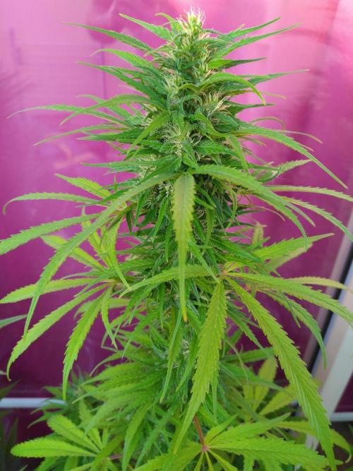 Mazar Afghani#1 - Libanaise Sinaï. Week 9 - Sinaï