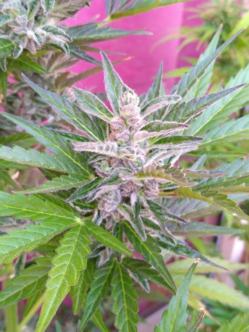 Mazar Afghani#1 - Libanaise Sinaï. Week 9 - Mazar
