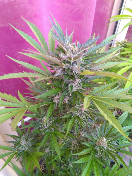 Mazar Afghani#1 - Libanaise Sinaï. Week 9 - Mazar