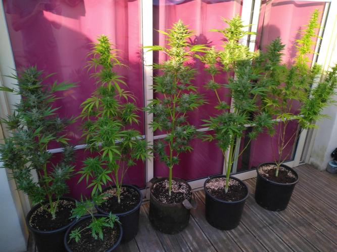 Mazar Afghani#1 - Libanaise Sinaï. Week 9