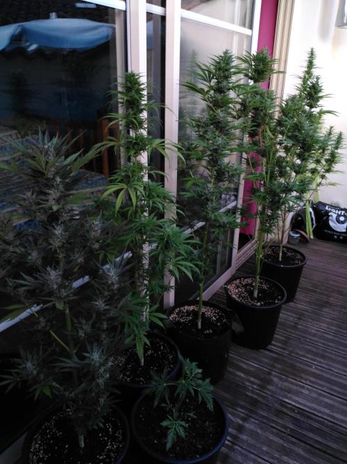 Mazar Afghani#1 - Libanaise Sinaï. Week 9