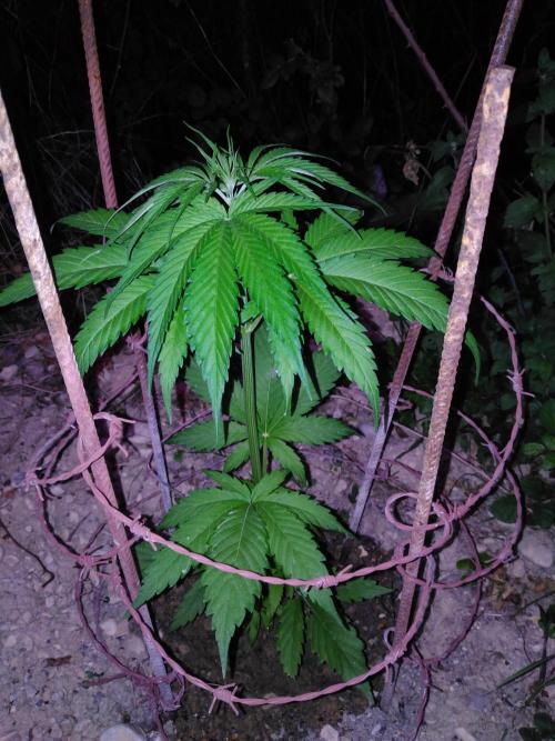 Frosty’s Auto Freak / Nigerian sativa. Week 6 - 1