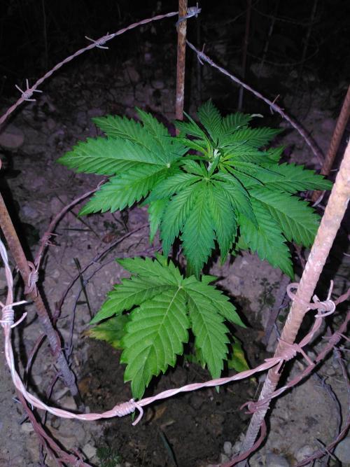 Frosty’s Auto Freak / Nigerian sativa. Week 6 - 3