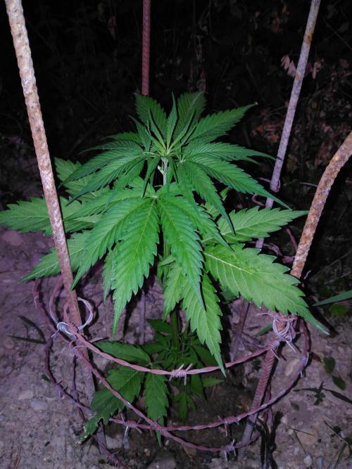 Frosty’s Auto Freak / Nigerian sativa. Week 6 - 2