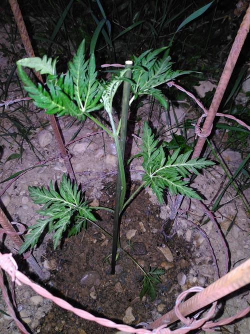 Frosty’s Auto Freak / Nigerian sativa. Week 6 - Faf 1