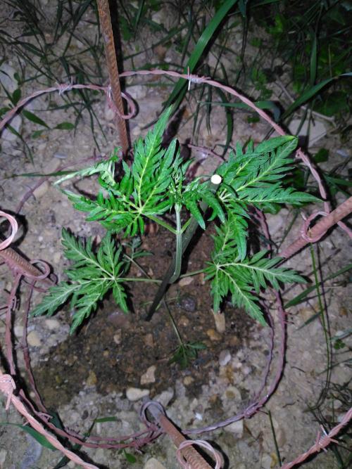 Frosty’s Auto Freak / Nigerian sativa. Week 6 - Faf 1