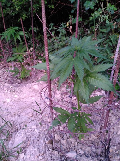 Frosty’s Auto Freak / Nigerian sativa. Week 6 - 1 / 2