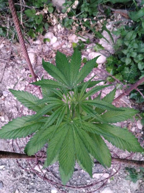Frosty’s Auto Freak / Nigerian sativa. Week 6 - 1