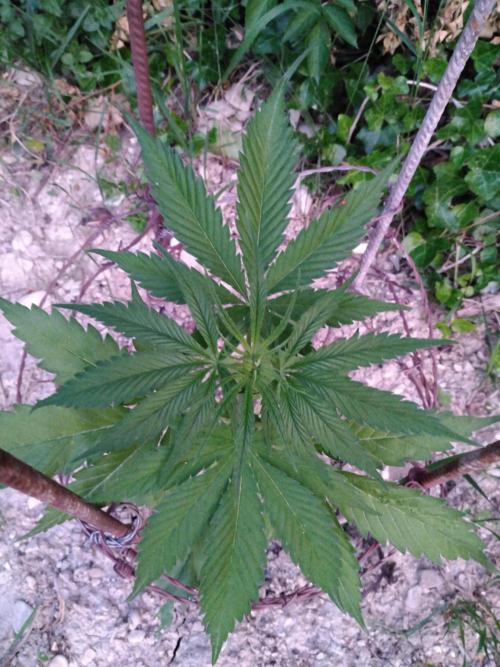 Frosty’s Auto Freak / Nigerian sativa. Week 6 - 2
