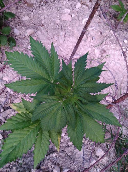 Frosty’s Auto Freak / Nigerian sativa. Week 6 - 3