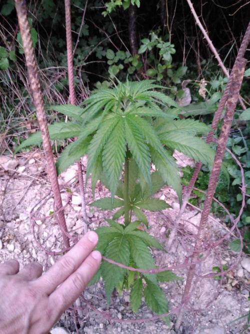 Frosty’s Auto Freak / Nigerian sativa. Week 6 - 1
