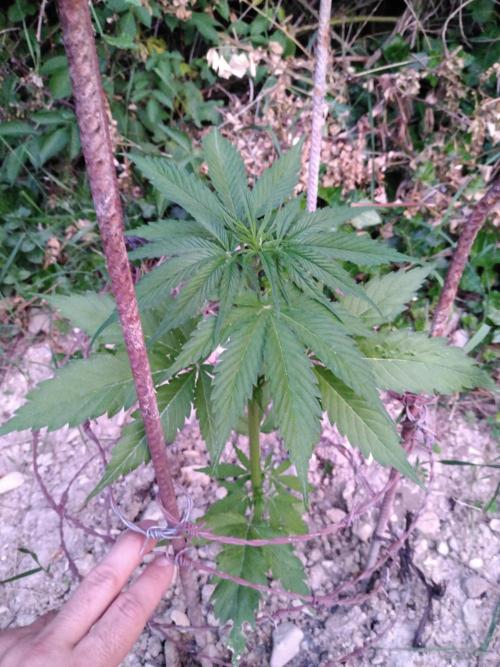 Frosty’s Auto Freak / Nigerian sativa. Week 6 - 2