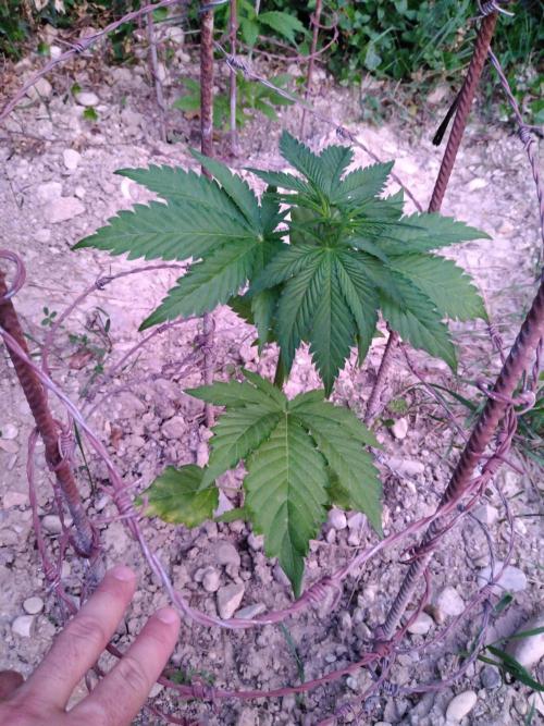 Frosty’s Auto Freak / Nigerian sativa. Week 6 - 3