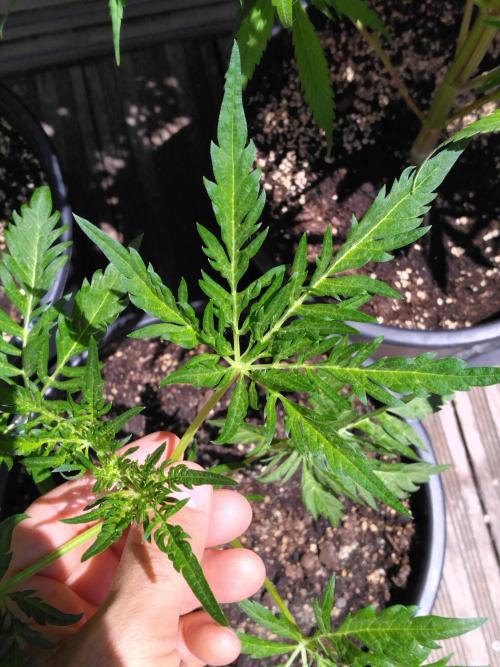 Frosty’s Auto Freak / Nigerian sativa. Week 7