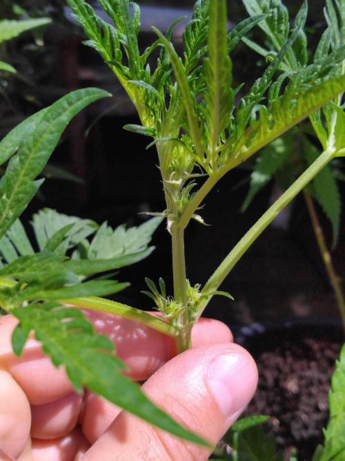 Frosty’s Auto Freak / Nigerian sativa. Week 7