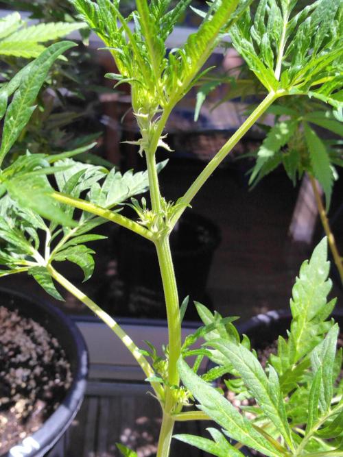 Frosty’s Auto Freak / Nigerian sativa. Week 7