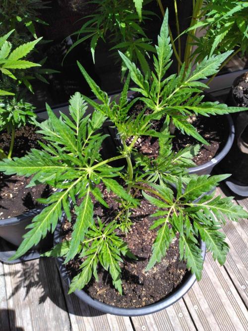 Frosty’s Auto Freak / Nigerian sativa. Week 7
