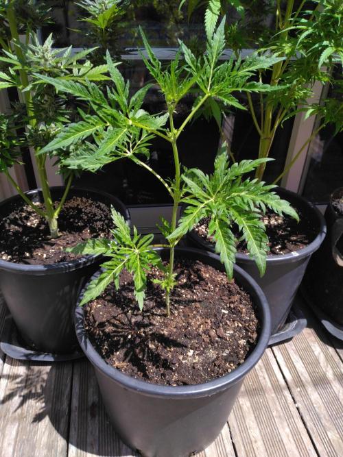 Frosty’s Auto Freak / Nigerian sativa. Week 7 - Faf - pot de 15 litres