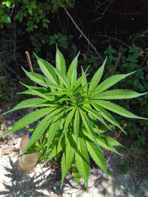 Frosty’s Auto Freak / Nigerian sativa. Week 7 - 1