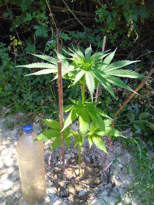 Frosty’s Auto Freak / Nigerian sativa. Week 7 - 2