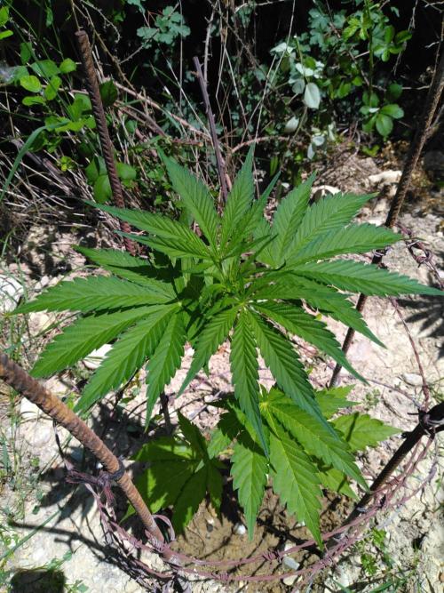 Frosty’s Auto Freak / Nigerian sativa. Week 7 - 3