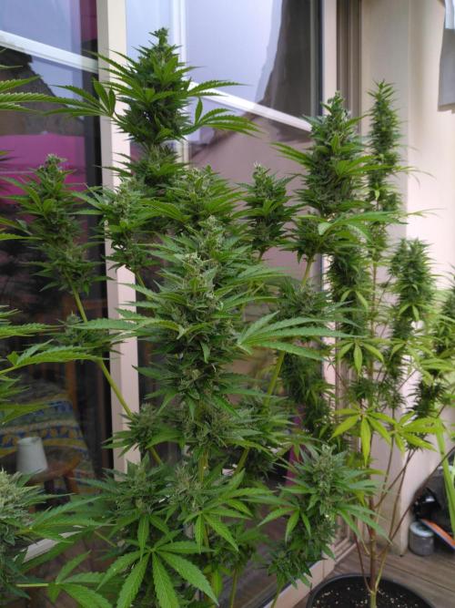 Mazar Afghani#1 - Libanaise Sinaï. Week 10 - Afghani
