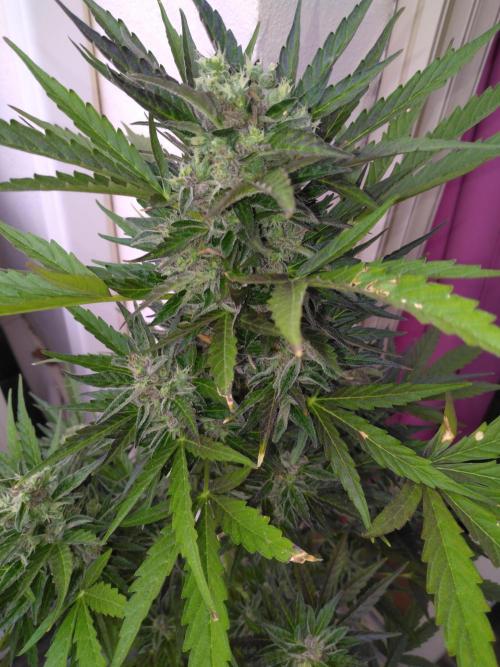 Mazar Afghani#1 - Libanaise Sinaï. Week 10 - Mazar 1