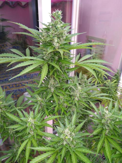 Mazar Afghani#1 - Libanaise Sinaï. Week 10 - Afghani