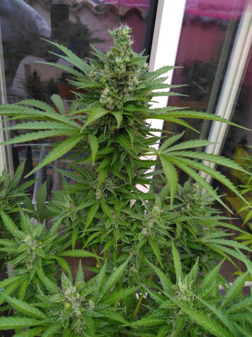 Mazar Afghani#1 - Libanaise Sinaï. Week 10 - Afghani