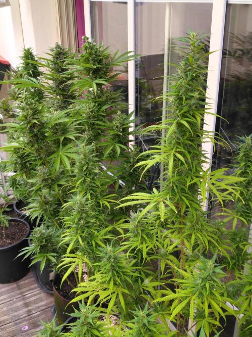 Mazar Afghani#1 - Libanaise Sinaï. Week 10