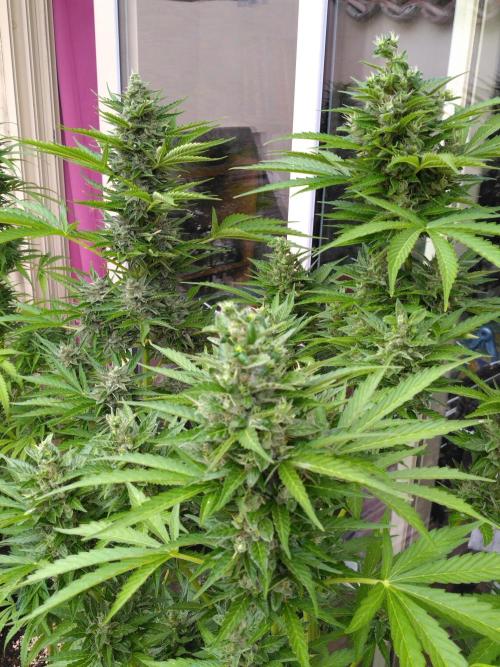 Mazar Afghani#1 - Libanaise Sinaï. Week 10 - Afghani