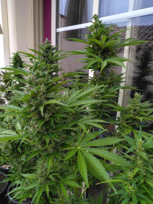Mazar Afghani#1 - Libanaise Sinaï. Week 10