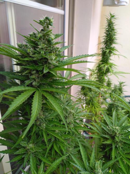 Mazar Afghani#1 - Libanaise Sinaï. Week 10
