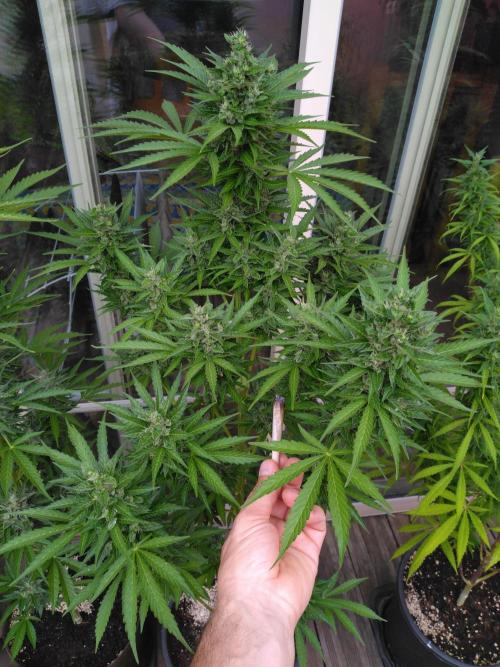 Mazar Afghani#1 - Libanaise Sinaï. Week 10
