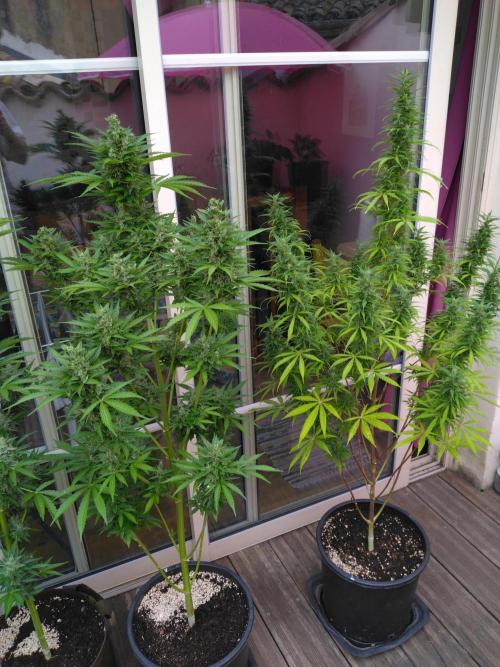 Mazar Afghani#1 - Libanaise Sinaï. Week 10 - Afghani / libanaise