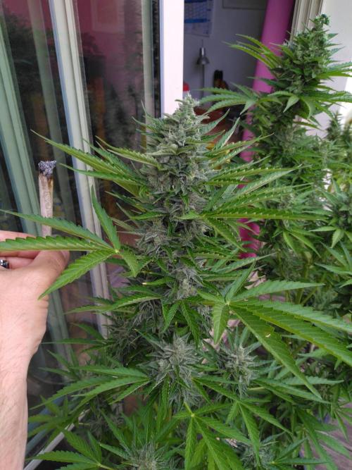 Mazar Afghani#1 - Libanaise Sinaï. Week 10 - Afghani 