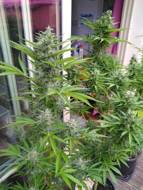 Mazar Afghani#1 - Libanaise Sinaï. Week 10