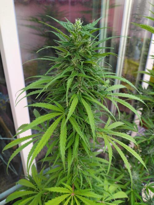 Mazar Afghani#1 - Libanaise Sinaï. Week 10 - Sinaï