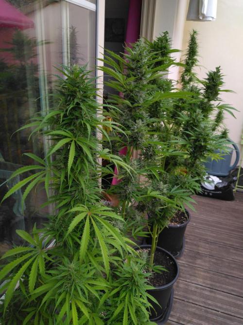 Mazar Afghani#1 - Libanaise Sinaï. Week 10