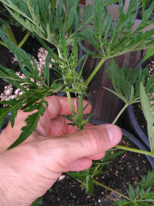 Mazar Afghani#1 - Libanaise Sinaï. Week 10 - Frosty's
