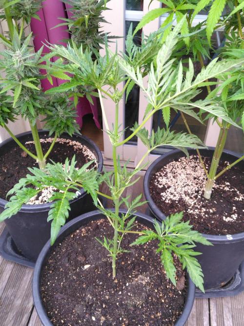 Mazar Afghani#1 - Libanaise Sinaï. Week 10