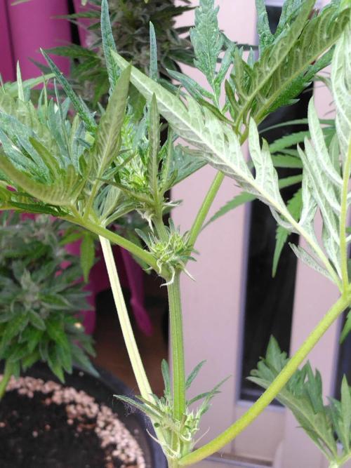 Mazar Afghani#1 - Libanaise Sinaï. Week 10