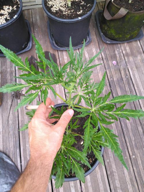 Mazar Afghani#1 - Libanaise Sinaï. Week 10