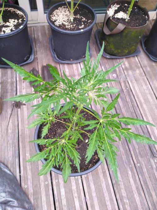 Mazar Afghani#1 - Libanaise Sinaï. Week 10