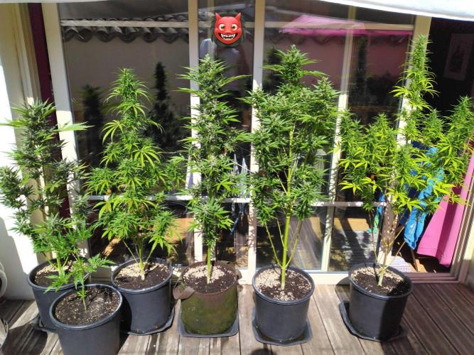 Dutch Passion - Auto Mazar by LandraceCBDLover